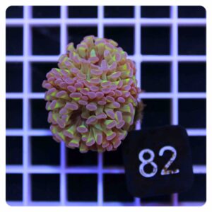 Euphyllia parancora