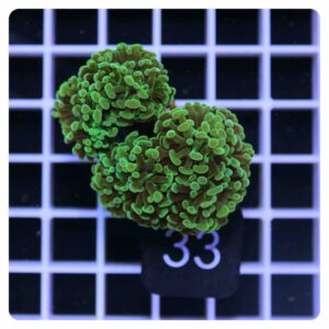 Euphyllia parancora