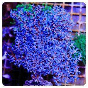Gorgonia blue berry