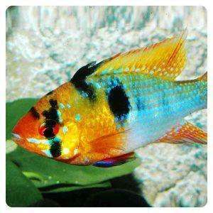Mikrogeophagus ramirezi asia