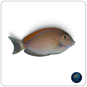 Acanthurus bariene