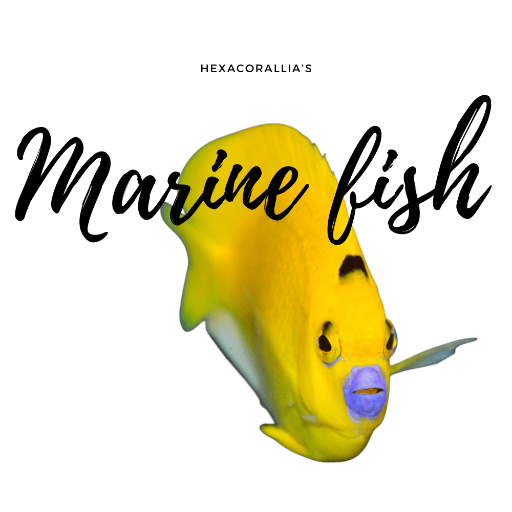 marine fish