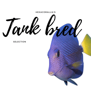 Tank bred