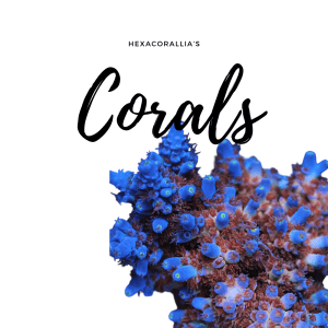 Coralli