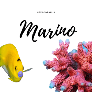 Acquario Marino