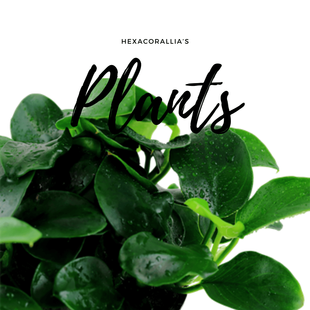 piante