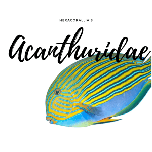 Acanthuridae
