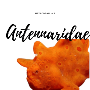 Antennaridae