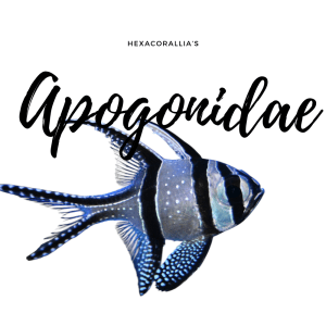 Apogonidae