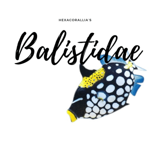 Balistidae