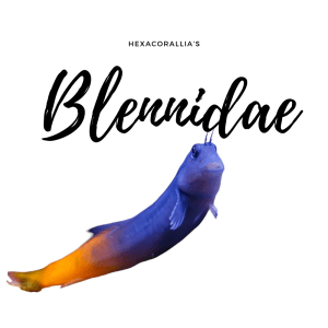 Blenniidae