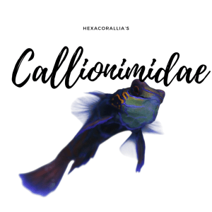 Callionimidae