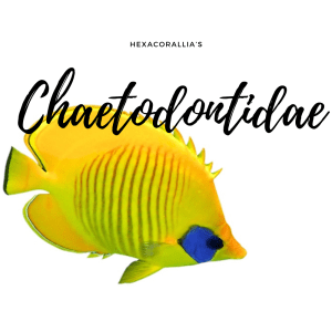 Chaetodontidae