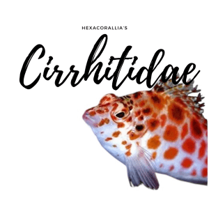 Cirrhitidae