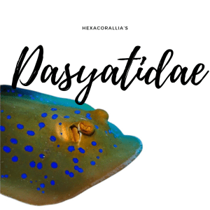 Dasyatidae