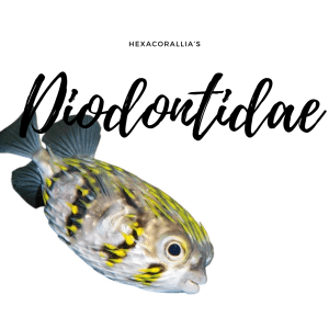 Diodontidae