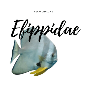 Efippidae