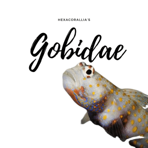 Gobidae