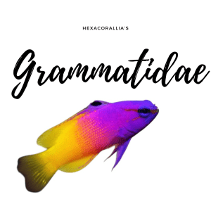 Grammatidae