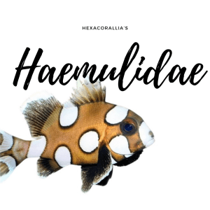 Haemulidae