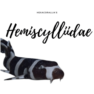 Hemiscylliidae