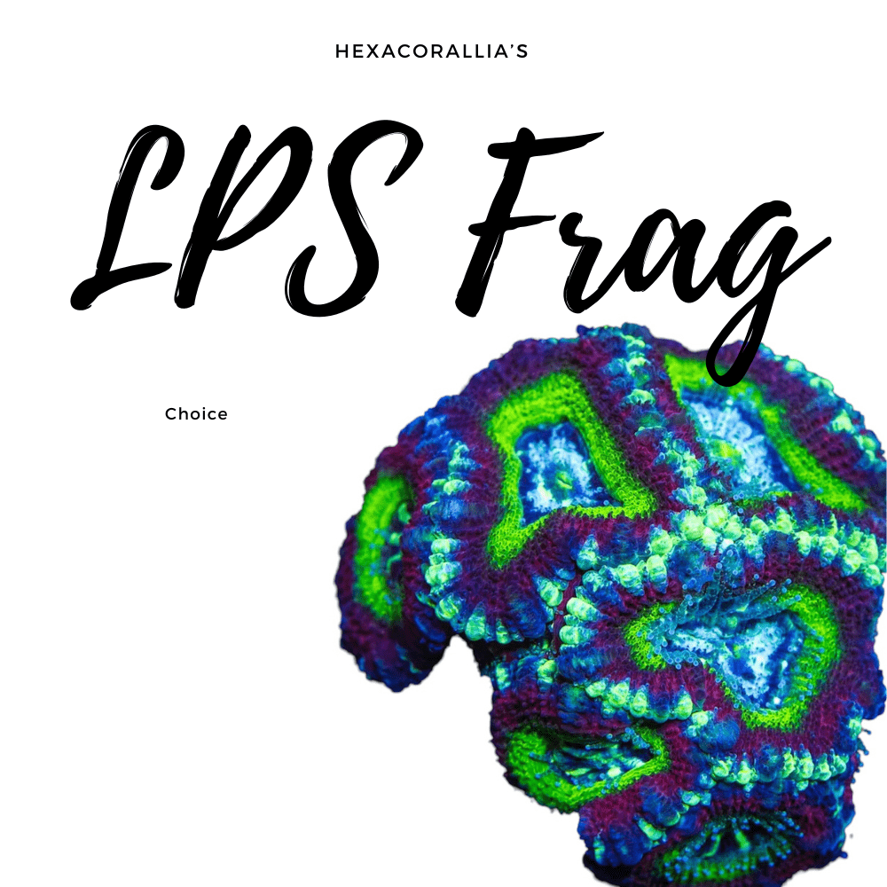 lps frag