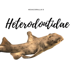 Heterodontidae