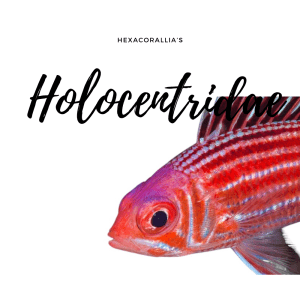 Holocentridae