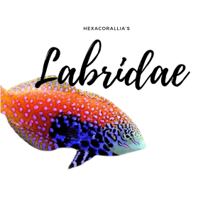 Labridae