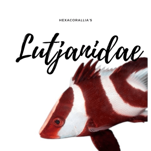 Lutjanidae