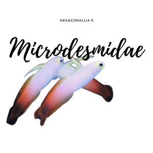 Microdesmidae