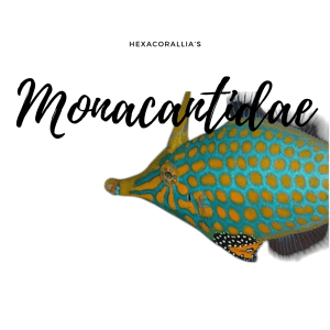 Monacanthidae