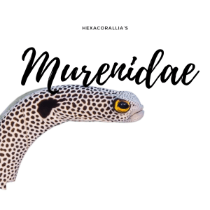 Murenidae