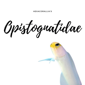 Opistognatidae