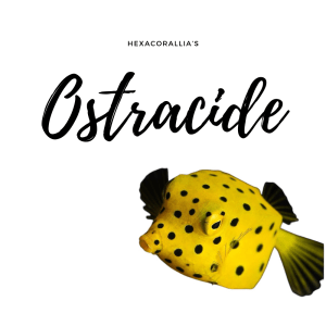 Ostraciidae
