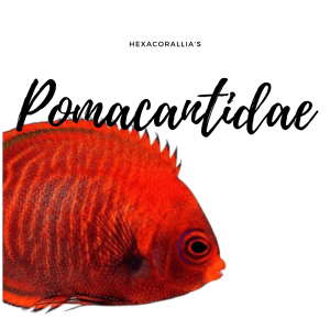 Pomacanthidae