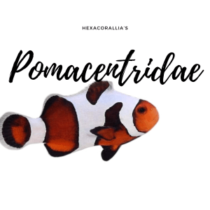 Pomacentridae