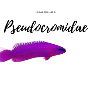 Pseudocromidae