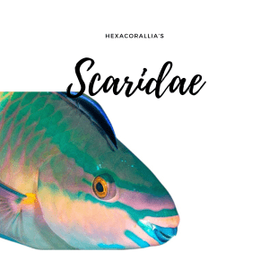 Scaridae