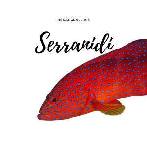 Serranidae