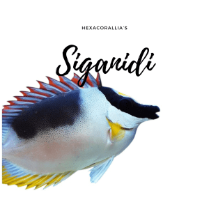 Siganidae