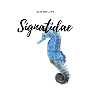 Signatidae