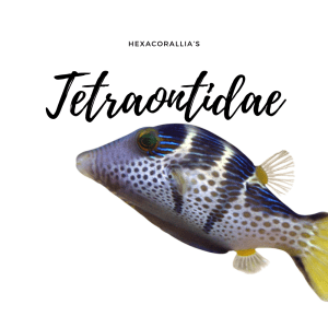 Tetraodontidae