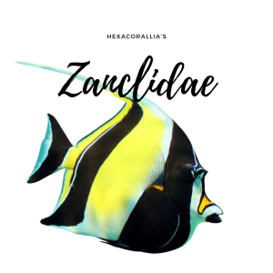 Zanclidiae
