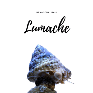 Lumache