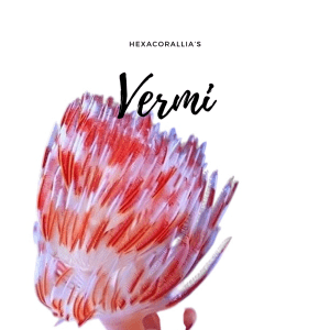 Vermi
