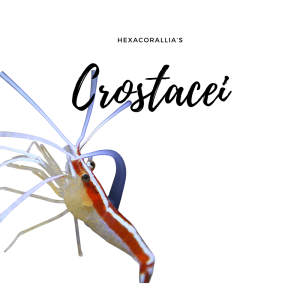 Crostacei