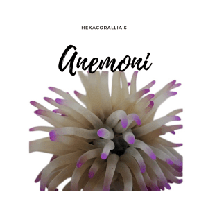 Anemoni
