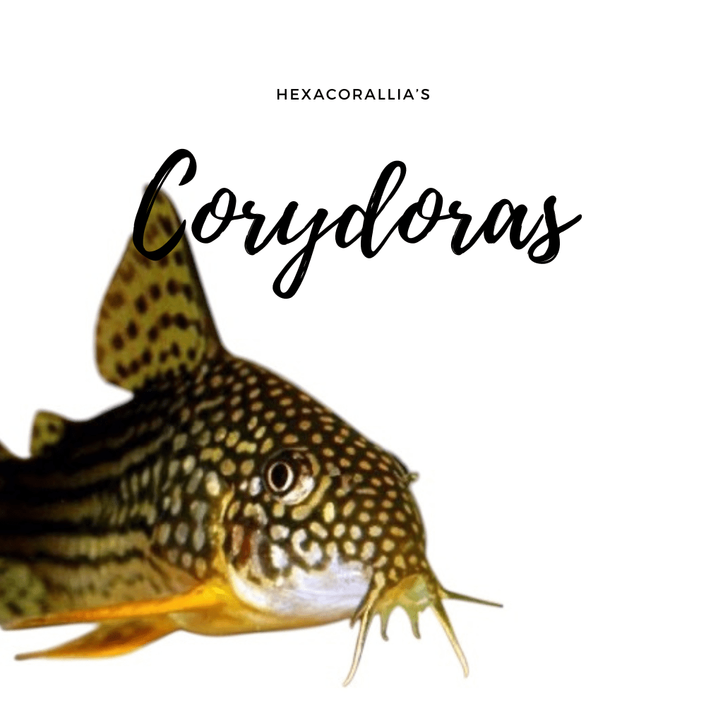 Corydoras