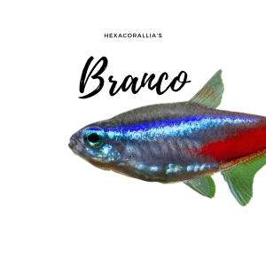 pesci da branco